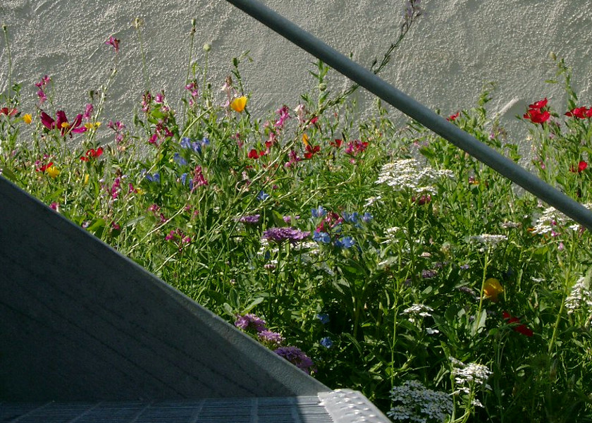 Nahaufnahme einer Blumenwiese zwischen der Fassade und Treppen.