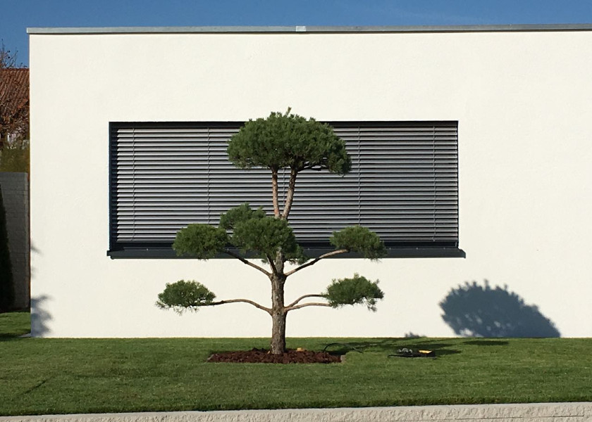 Bildaufnahme eines Hausbaums vor der Hausfassade.